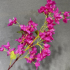 Plastic flowers