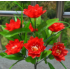 Plastic flowers