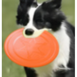 Pet supplies